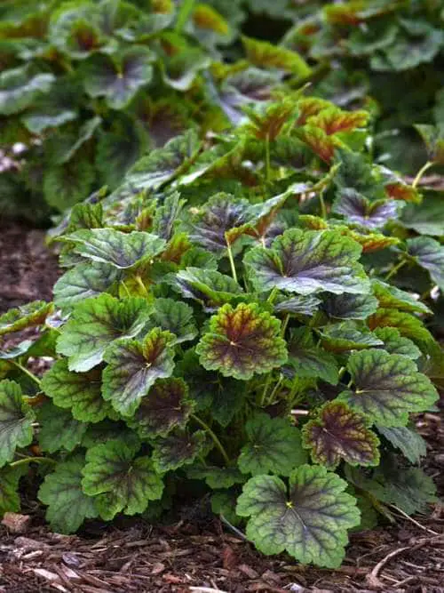 lovely Different Types of Heucheras
