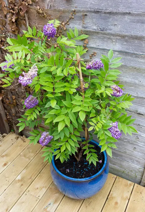 The Best Scented Purple Flowers