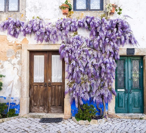 Nurturing and Supportive Vines in home