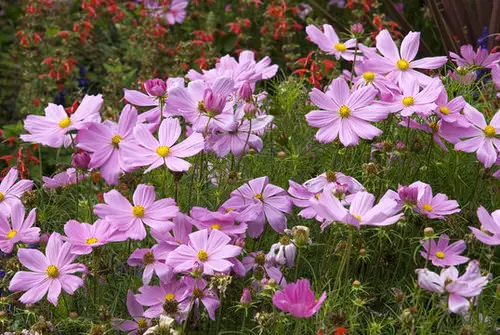 Flowers that Attract Butterflies 5