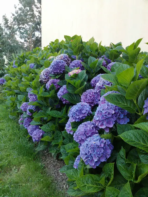 Types of Purple Flowers for your yard