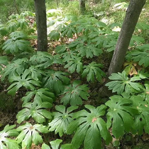 Big Leaf Outdoor Plants 5