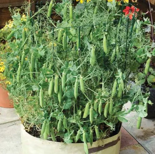 Things to Grow for Tastiest Burger Ever 5