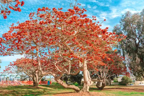 Trees With Red Flowers 12