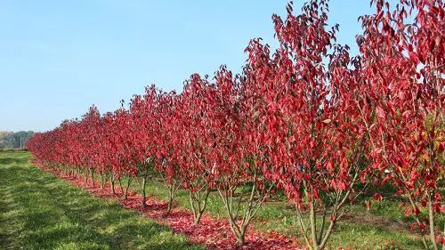 Trees With Red Leaves 7