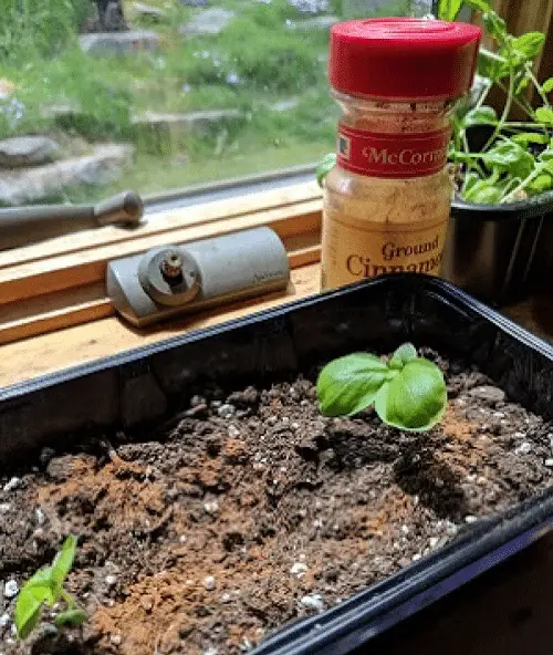 Pinterest Garden Hacks 5
