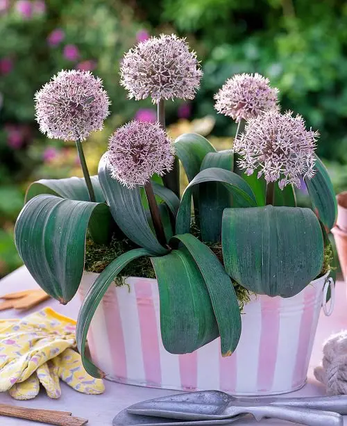 Best Allium Varieties 5