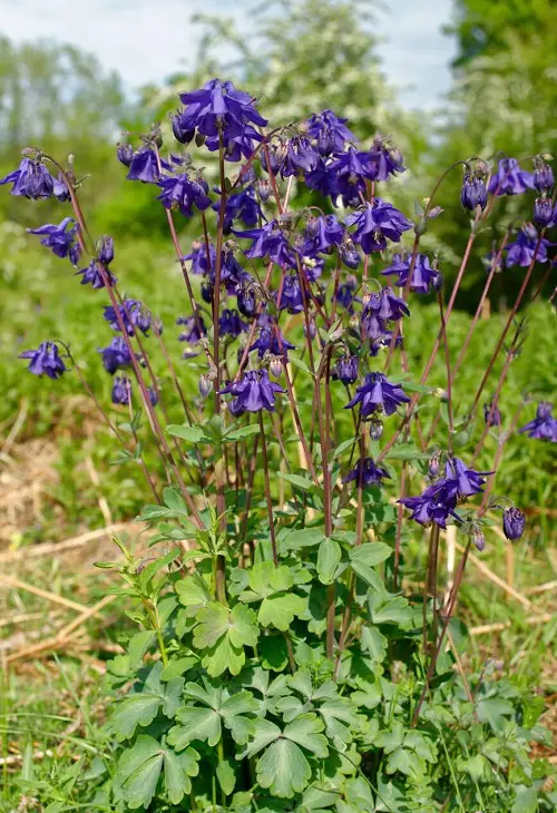 Plants You Can Grow That Resist Deer