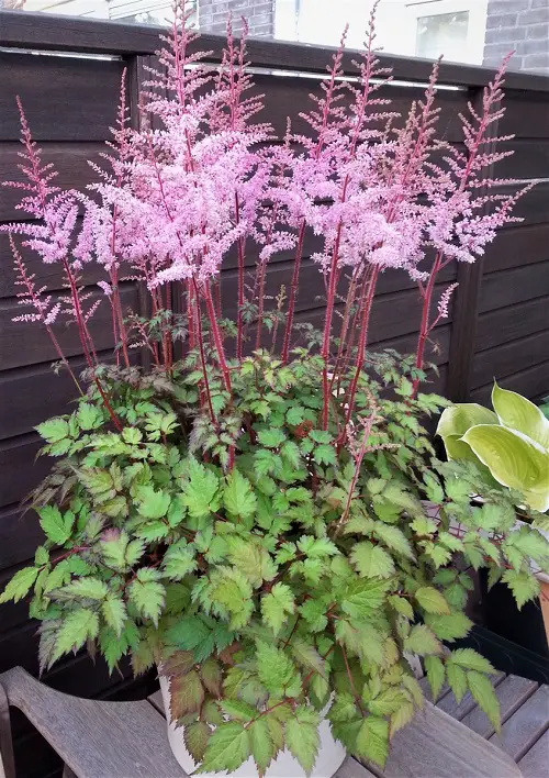 Shade-Loving Flowers for Containers 2