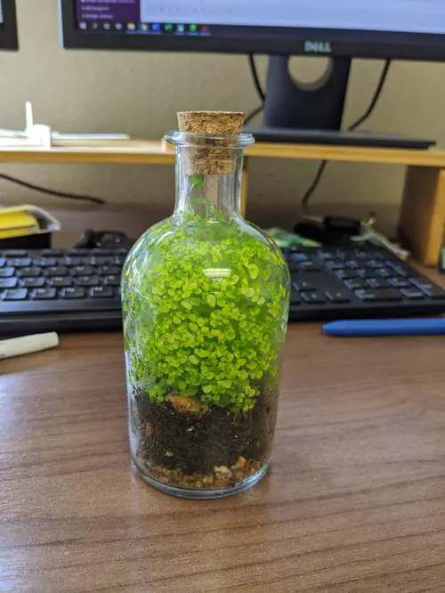 top Ideal Indoor Terrarium Plants