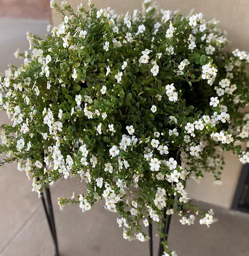 flowering houseplants 4