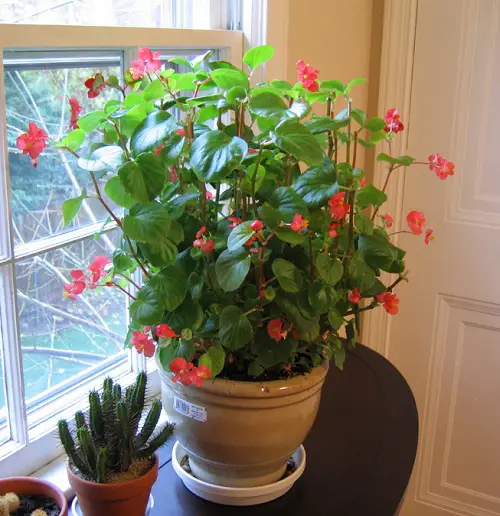 summer flower in pot 6