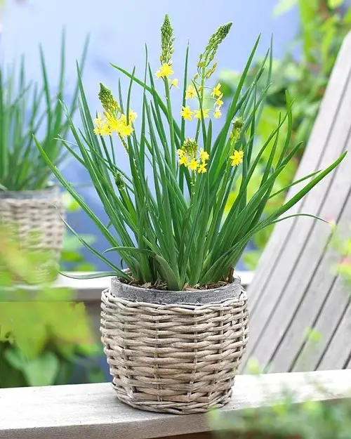 amazing Types of Yellow Flowers for Garden 