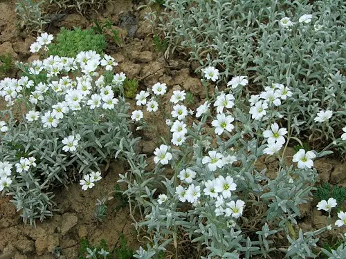 Plants You Can Grow That Resist Deer