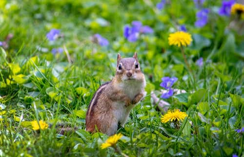 Clever Hacks to Keep Chipmunks Out of Garden