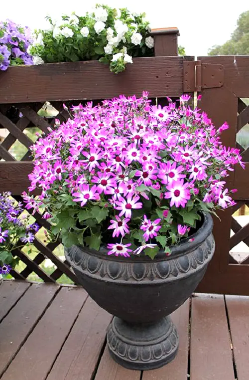 Cineraria in pot