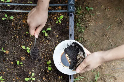 Best Potato Harvesting tip 2