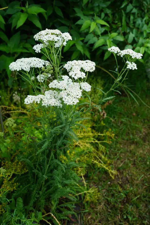 Plants You Can Grow That Resist Deer