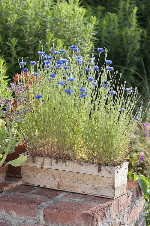 Blue Flower Names & Images in pot