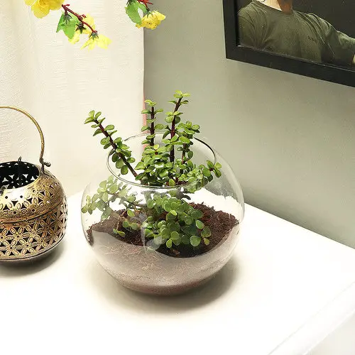 Best Terrariums Plants