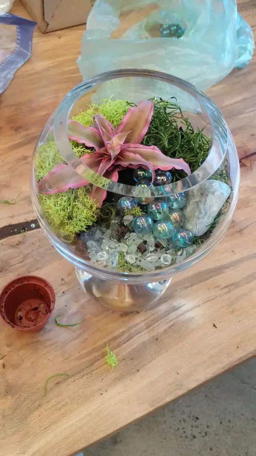 lovely Indoor Terrarium Plants