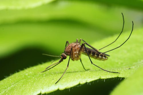 DIY Homemade Mosquito Repellant Ideas