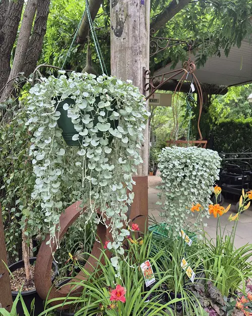 flowering houseplants