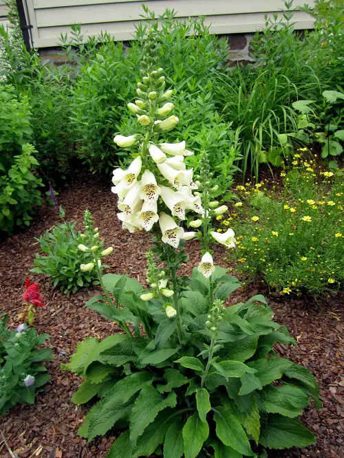 beautiful Garden Flowers: Yellow Flower Types 