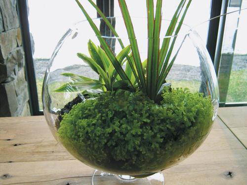 The Best Plants for Indoor Gardens