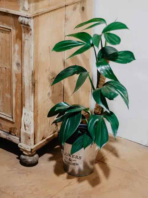 indoor pothos varieties 