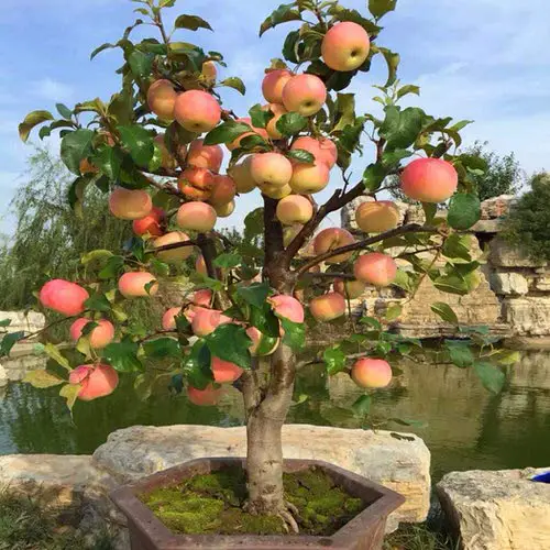 Dwarf Fruit Trees Under 6 Feet 3