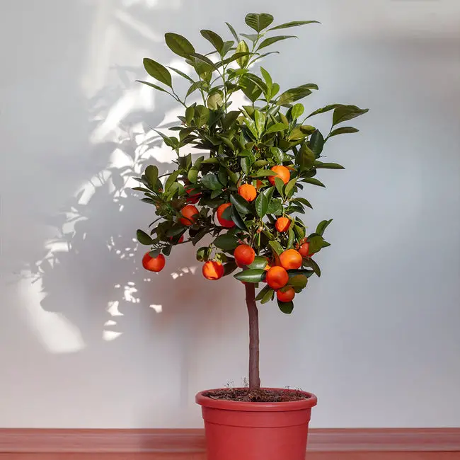 Best Dwarf Fruit Trees Under 6 Feet indoor 