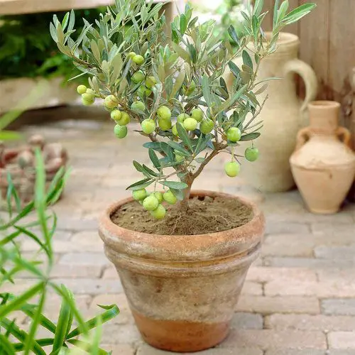 Dwarf Fruit Trees Under 6 Feet 8