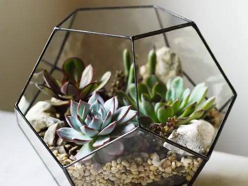 best Plants for Indoor Terrarium