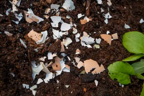 Put These 10 Things in Your Potato Planting Hole for Best Harvest 2