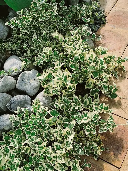 Plants That Can Resist Deer