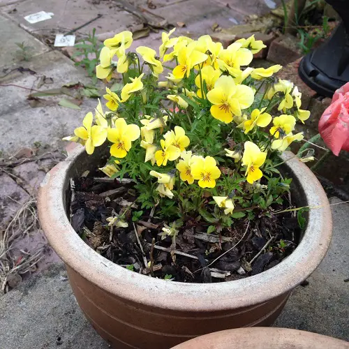 amazing Types of Yellow Flowers for Garden