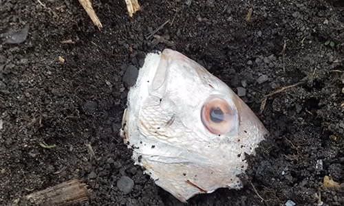 Best Potato Harvesting tip 3