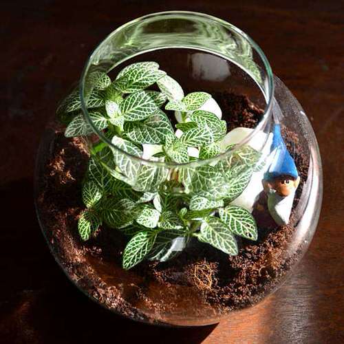 Best Plants for Indoor Gardens