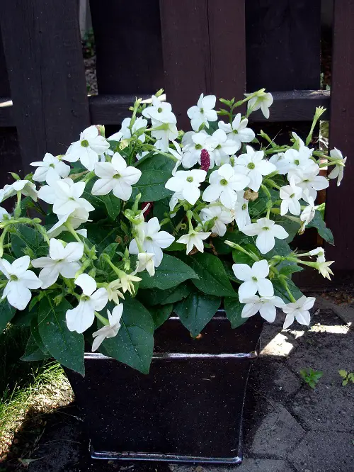 summer flower in pot 5