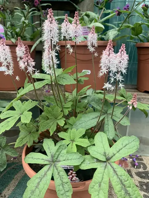 Shade-Loving Flowers for Containers 3