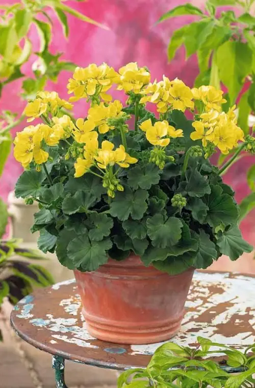 Amazing Types of Yellow Flowers for Garden 