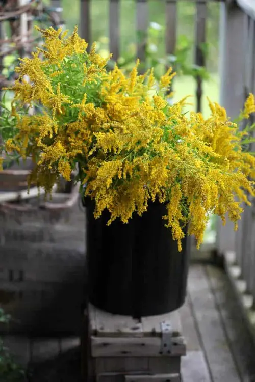 Yellow Flower Types for yard