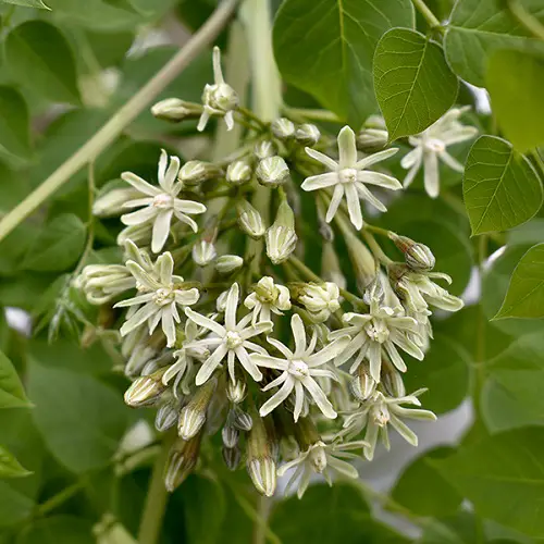 Types of Trees with Green Flowers