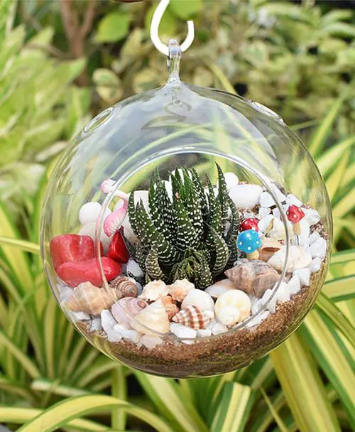 Amazing Top Plants for Indoor Terrarium