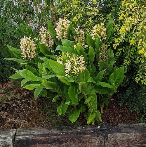 Types of Yellow Flowers for pot
