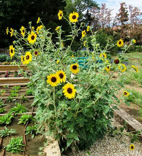 Plants That Can Resist Deer