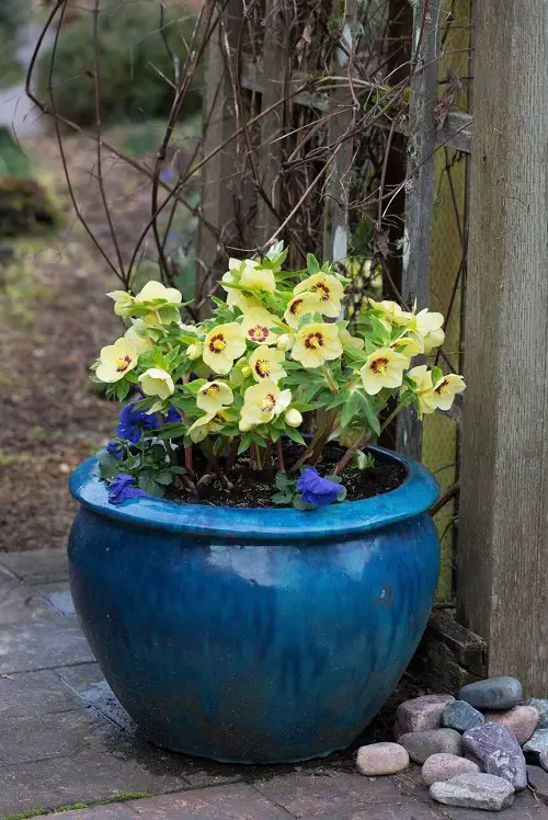 Yellow Flower Types for yard