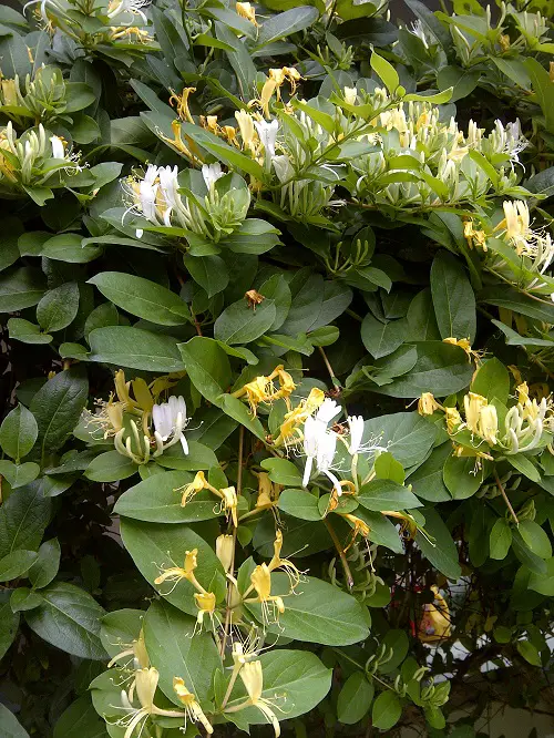 Plants That Can Withstand Deer Damage