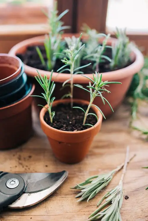 Growing Lavender From Cuttings 2